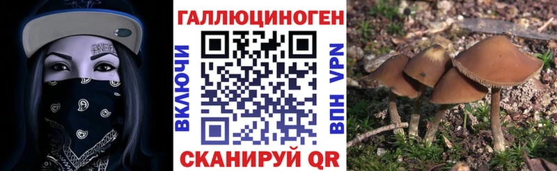 Купить где  Глазов  Галлюциногенные грибы Psilocybine cubensis 